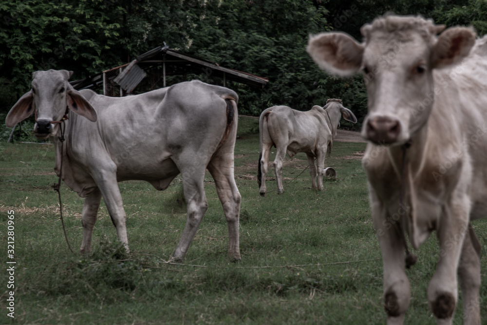 White cows on a field on a nite day in summer. White cows on a field on a nite day in summer.