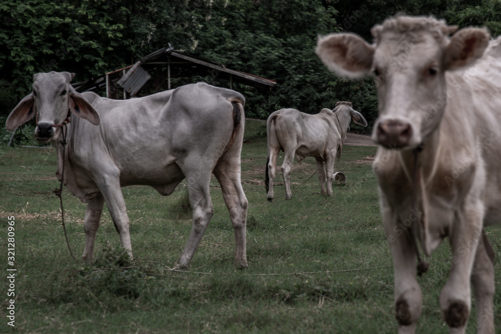 White cows on a field on a nite day in summer.