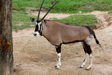 The male oryx antelope in sawanna garden