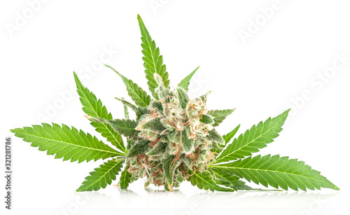 Medical marijuana flower with trichomes and orange hairs and leaves. The plant cannabis is completely in focus after stacking the images.