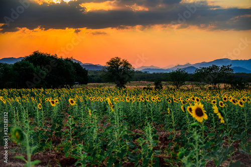 Landscape of sunflower field in the evening,The sunset in the sunflower field