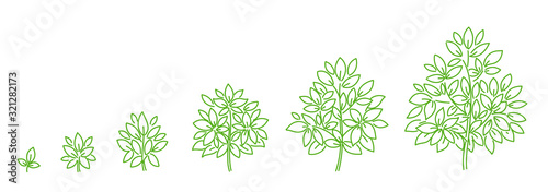 Tree plant growth stages. Development stage. Animation progression. Ripening period. Contour green line vector infographic.