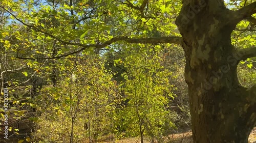 POV walking on footpath in sunny autumn park in the morning. Salhirka Park, Botanical Garden in Simferopol, Crimea, Russia.