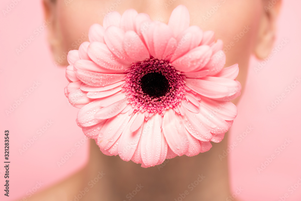 cropped view of girl holding pink gerbera flower in mouth, isolated on pink