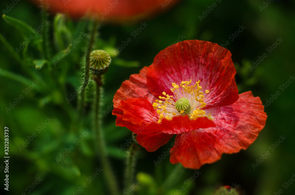 One red poppy on a green background. Bright lonely wild flower