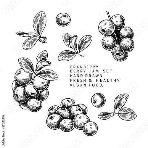 Hand drawn cranberry branch, leaf and berry. Engraved vector illustration. Cowberry, blueberry wild plant. Summer harvest, jam or mamalade vegan ingredient. Menu, package, cosmetic and food design. photo