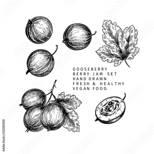 Hand drawn gooseberry branch, leaf and berry. Engraved vector illustration. Dewberry agriculture plant. Summer harvest, jam or mamalade vegan ingredient. Menu, package, cosmetic and food design.