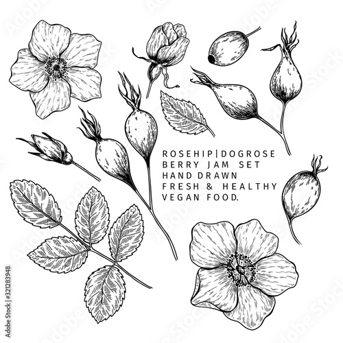 Hand drawn wild rose branch, leaf, flower and berry. Engraved vector illustration. Dog rose, rosehip plant. Summer harvest, jam or mamalade vegan ingredient. Menu, package, cosmetic and food design.