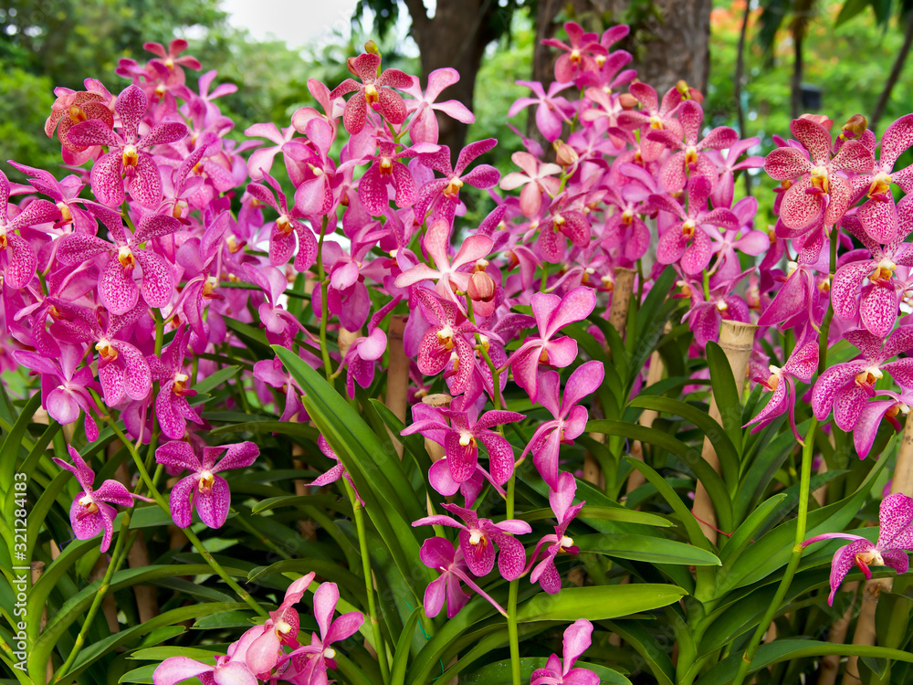 Obraz premium Close up of pink Mokara orchid with green leaves in the botanical garden