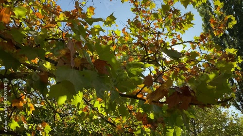 POV walking on footpath in sunny autumn park. Sun shining through tree branches in the morning. Salhirka Park, Botanical Garden in Simferopol, Crimea, Russia.