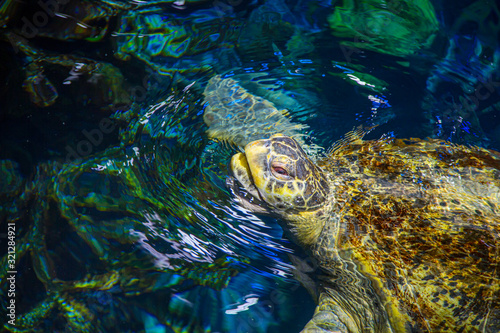 Green sea turtle at New England Aquarium photo