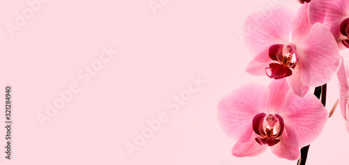 Plakat Closeup of bloom pink orchid flower border design.
