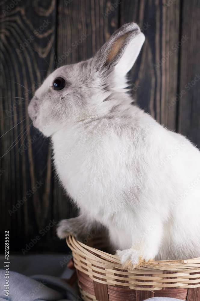 Obraz premium Soft cute portrait of white curious rabbit in a wicker basket gets out. The concept of waiting for spring and Easter. Portrait bunny. Follow the white rabbit symbolism
