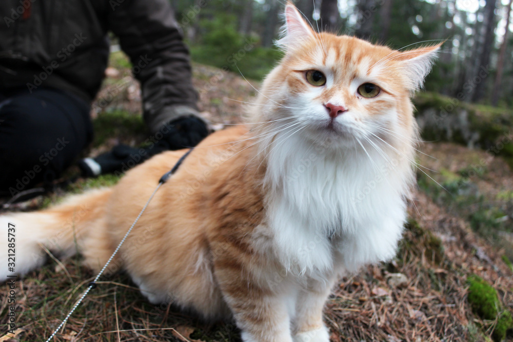 siberian cat 2