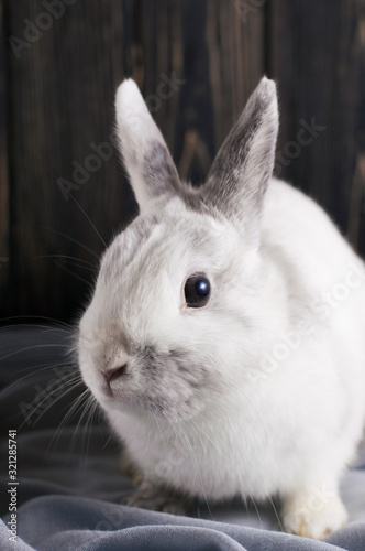 Soft cute curious portrait white rabbit sits on the table near to blue plaid. The concept of waiting for spring and Easter. Vertical, close-up portrait bunny. Follow the white rabbit symbolism