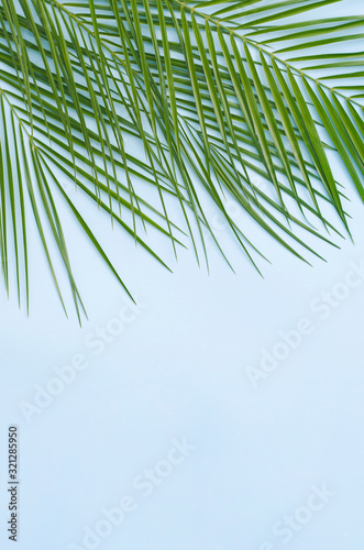 Palm branches on a light blue background.