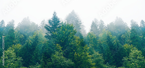 The dramatic wall fir-tree forest against the gray sky in the fog for creative background photo