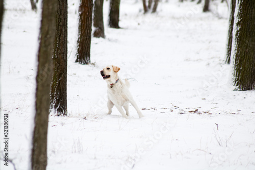 white labrador dog is playing with a ball in the winter snowy park
