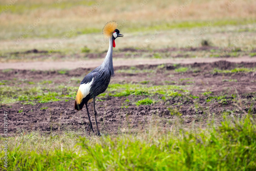 Fototapeta premium Crowned Crane in the African savannah