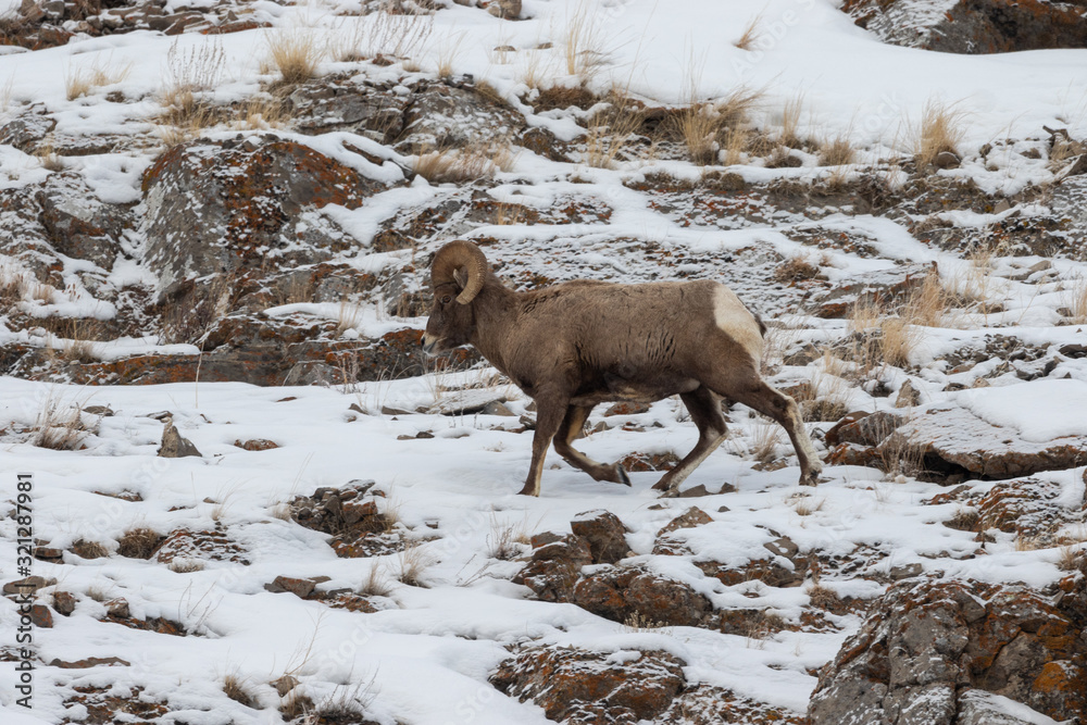 Naklejka premium Bighorn Sheep Ram in Winter in Wyoming