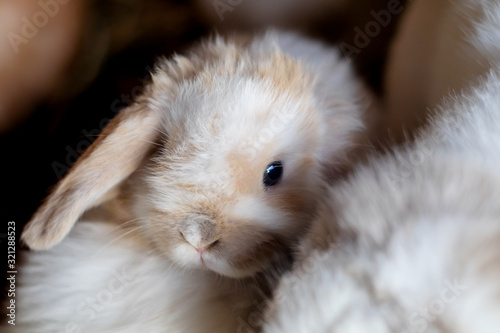 Cute fluffy baby lop eared bunny close up