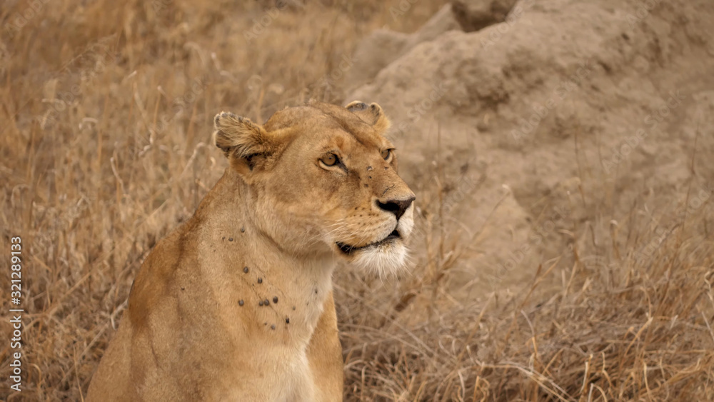 Fototapeta premium Close-up of a lioness sitting in the natural habitat of the steppe of Tanzania
