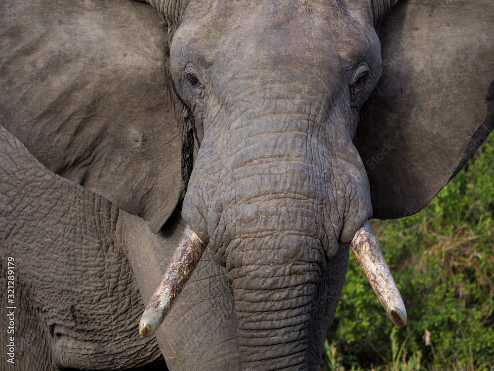 African bush elephant (Loxodonta africana), or African savanna elephant. Mpumalanga. South Africa.