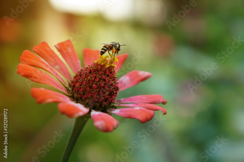 A bee perched on a pink zinnia flower. Soft focus. bee looking for sweet nectar on a beautiful flower. Soft focus.