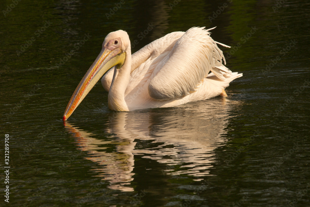 White Pelican (Pelecanus onocrotalus) .