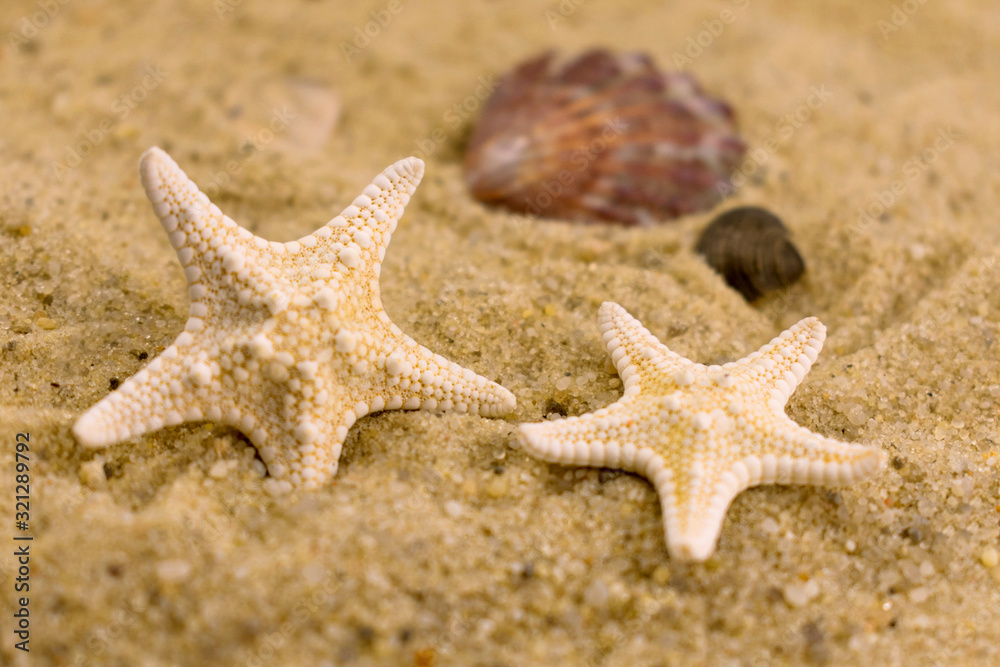 Small sea stars on the beach sand. Selective focus. Small sea stars on the beach sand. Selective focus.