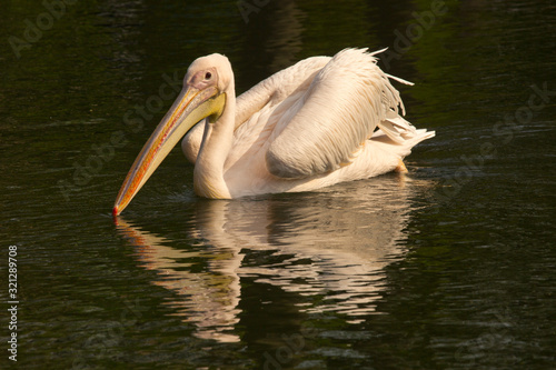 White Pelican (Pelecanus onocrotalus) .