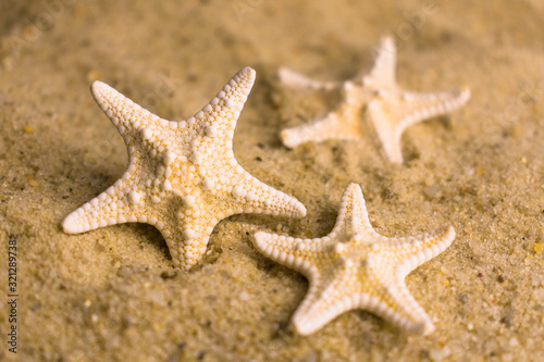  Small sea stars on the beach sand. Selective focus. © Olivka888
