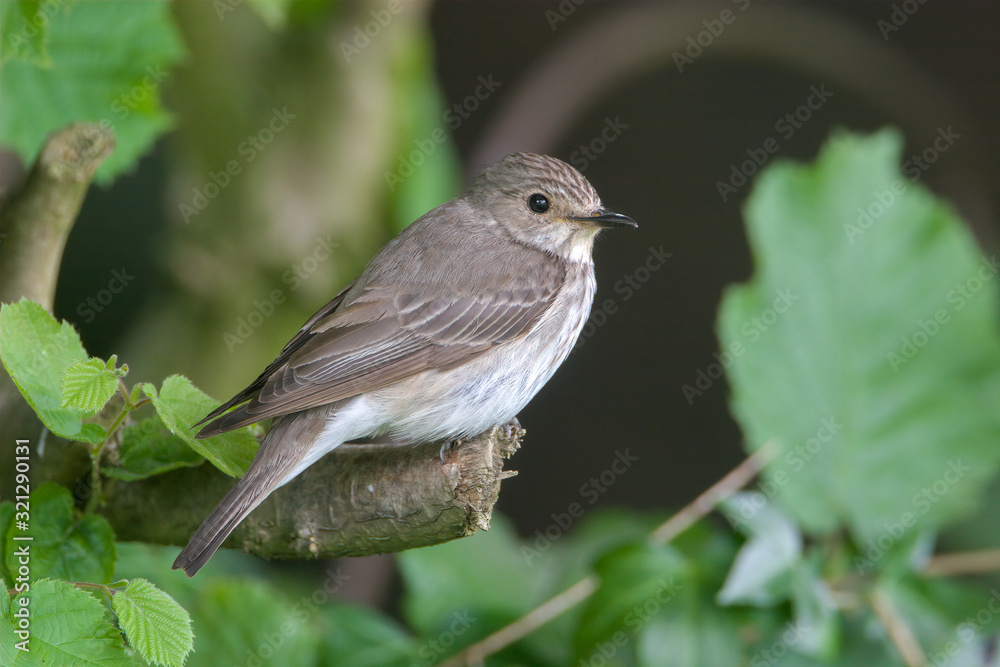 Spotted Flycatcher Spotted Flycatcher