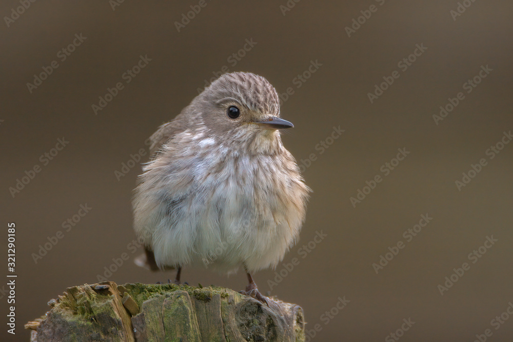 Fototapeta premium Spotted Flycatcher