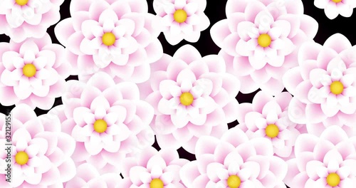 Open flowers on black background. Spring abstract womanly animation.