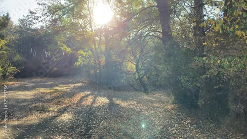 POV walking on trail in autumn forest on sunny morning. Sun shining through tree branches. Crimea, Russia.