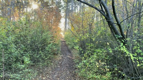 POV walking on trail in autumn forest on sunny morning. Sun shining through tree branches. Crimea, Russia.