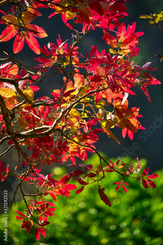 Colorful wild leaves in gray background.