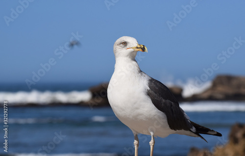 Black backed seagull with a seascape in the background