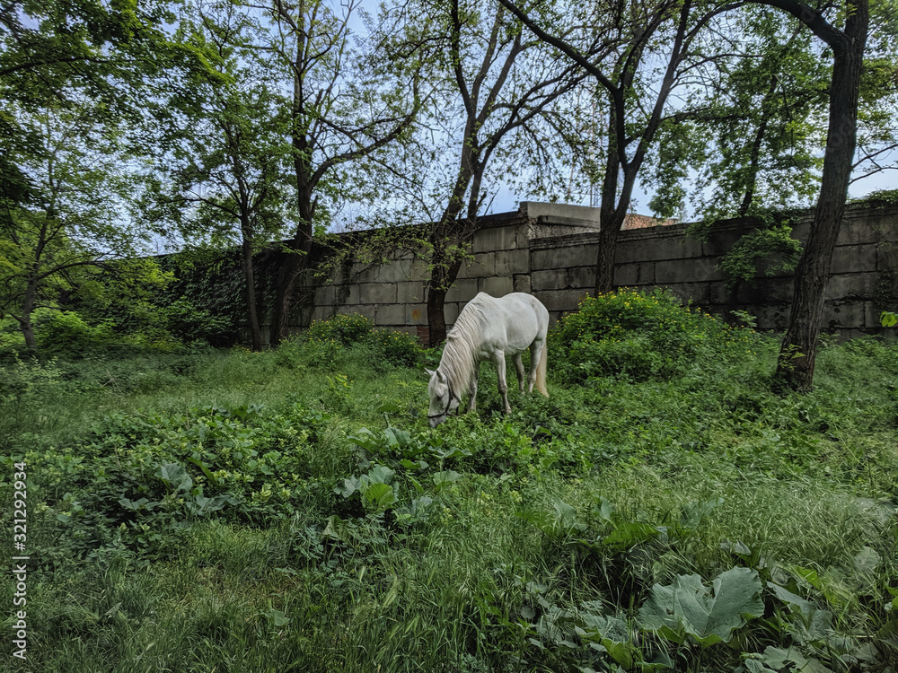 Beautiful noble horse grazing in the meadow Beautiful noble horse grazing in the meadow