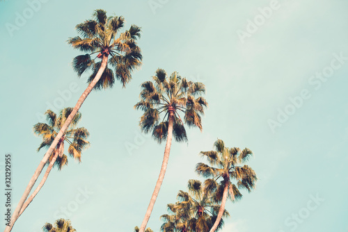 Palm trees over a blue sky minimal  photo