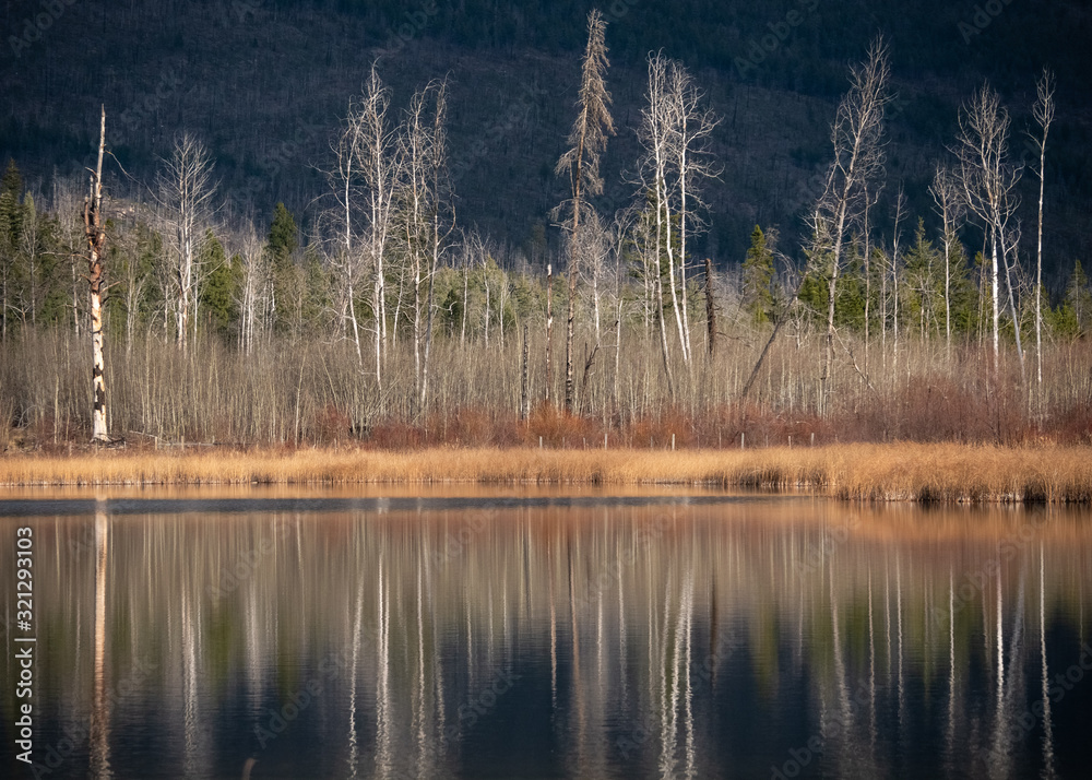 Dead trees and late fall trees without foliage reflected mirrorlike in a pond. BC, Canada