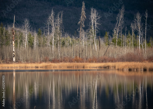 Dead trees and late fall trees without foliage reflected mirrorlike in a pond. BC, Canada photo
