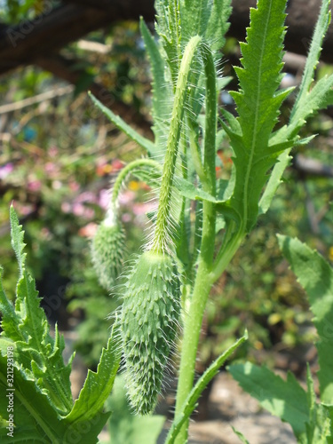 Green poppy flower plant 