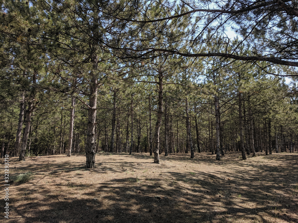 impenetrable thickets in a pine forest impenetrable thickets in a pine forest