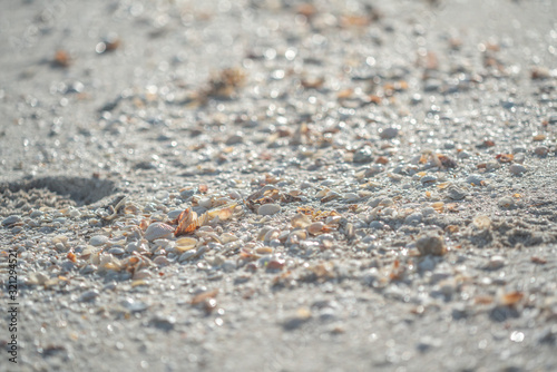 beach sand seashells