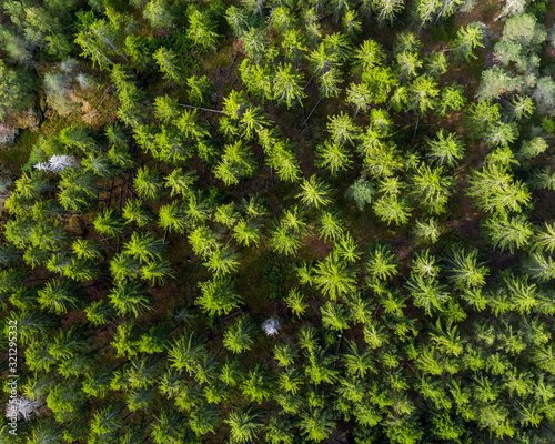 Forrest from above
