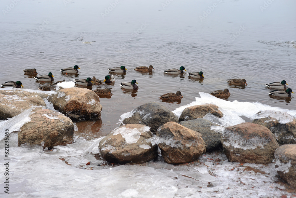 Granite stones on the river bank.