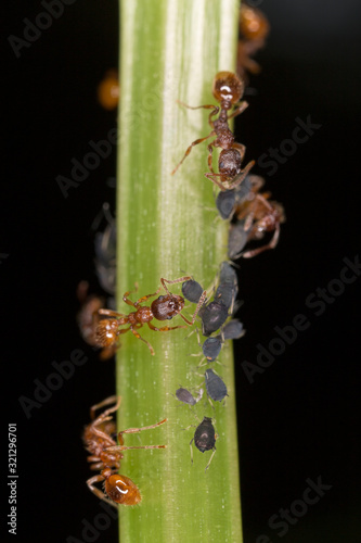 Ants and aphids on the stem of a plant - a symbiosis in the world of insects. Ants collect honeydew from aphids. An aphid produces honeydew for an ant.  © ihorhvozdetskiy