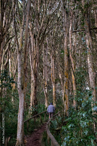 Man walking on path for visitors at provincial forest Bosque de Arrayanes, Ecuador - Februay 18th, 2019 photo